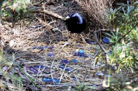 The Art of the Bowerbird Image